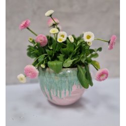 Hj skl /urtepotteskjuler